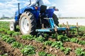 Tractor plows loosens the land of a plantation of a young Riviera variety potato. Cultivation of an agricultural crop field. Weed Royalty Free Stock Photo