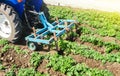 Tractor plows loosens the land of a plantation of a young Riviera variety potato. Weed removal and improved air access to plant Royalty Free Stock Photo