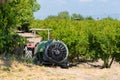 Pomegranate tree plantation in Turkey, horticulture