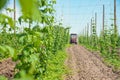 Hops field and tractor Royalty Free Stock Photo