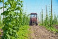 Hops field and tractor Royalty Free Stock Photo