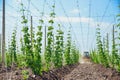 Hops field and blue sky Royalty Free Stock Photo