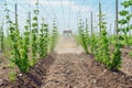 Hops field and blue sky Royalty Free Stock Photo