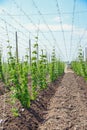 Hops field and blue sky Royalty Free Stock Photo