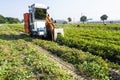 farmer harvesting peanut on agriculture plantation