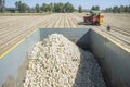 Tractor pulling an onion harvester. View from trailer