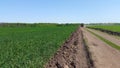 tractor rides on the road among fields of green wheat