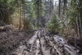 Tractor road in forest. Royalty Free Stock Photo