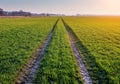 Tractor road on green field