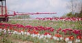 Tractor Spraying Chemicals on Tulips Flower Plantation