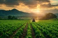 Tractor Spraying Crops at Sunset