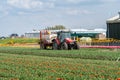 Tractor spraying fertilizer or pesticides on tulips field with sprayer Royalty Free Stock Photo