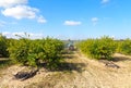 Tractor spraying pesticide and insecticide on lemon plantation in Spain. Weed insecticide fumigation. Organic ecological Royalty Free Stock Photo