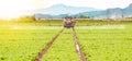 Tractor spraying pesticide, pesticides or insecticide spray on lettuce or iceberg field at sunset. Pesticides and insecticides on Royalty Free Stock Photo