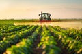 A tractor spraying pesticide on soybean farm at spring sunset.