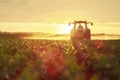 A tractor spraying pesticide on soybean farm at spring sunset.