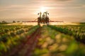 A tractor spraying pesticide on soybean farm at spring sunset.