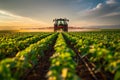 A tractor spraying pesticide on soybean farm at spring sunset. Royalty Free Stock Photo