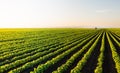 Tractor spraying soybean crops field