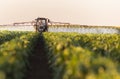 Tractor spraying vegetable field in sunset