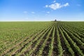 Tractor spraying soybean crop field. Royalty Free Stock Photo