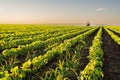 Tractor spraying soybean crops field