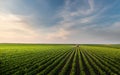 Tractor spraying soybean field in sunset Royalty Free Stock Photo