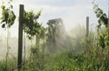 Tractor spraying vineyard with fungicide Yarra Valley Victoria Australia.