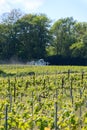 Tractor sprinkles young shoots of grapes on premier cru champagne vineyards in village Hautvillers near Epernay, Champange, France