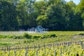 Tractor sprinkles young shoots of grapes on premier cru champagne vineyards in village Hautvillers near Epernay, Champange, France