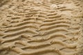 tractor tire marks on the sand Royalty Free Stock Photo