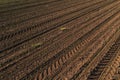 Tractor tire tracks in corn seedling plantation