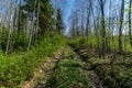 Tractor tire tracks in green grass Royalty Free Stock Photo