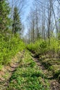 Tractor tire tracks in green grass Royalty Free Stock Photo