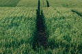 Tractor tire tracks in green wheat field