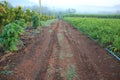 Tractor Traces on muddy road Royalty Free Stock Photo