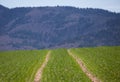 Tractor track on field