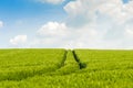 Tractor track through a field