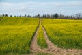 Tractor track leads through a yellow rape field Royalty Free Stock Photo