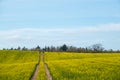 Tractor track leads through a yellow rape field Royalty Free Stock Photo