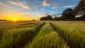 Tractor Track through Wheat field at sunset