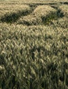 the tractor tracks on the grain field