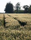 The tractor tracks on the grain field