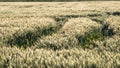 The tractor tracks on the grain field