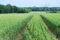 Tractor tracks in a green field of cereal plants against clear blue sky Royalty Free Stock Photo