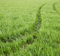 Tractor tracks on ripening wheat field Royalty Free Stock Photo