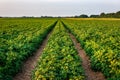 Tractor trail in green potato field Royalty Free Stock Photo