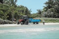 Tractor and trailer remove the seaweeds from the beach