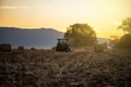 Tractor with trailer at working in the golden wheat field. Royalty Free Stock Photo