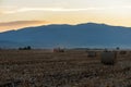 Tractor with trailer at working in the golden wheat field. Royalty Free Stock Photo